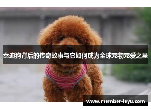 泰迪狗背后的传奇故事与它如何成为全球宠物宠爱之星